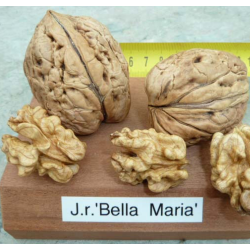 Juglans regia BELLA MARIA