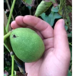 Juglans regia BELLA MARIA