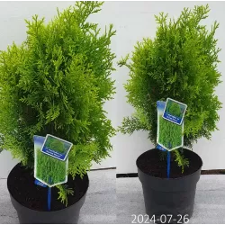 Rytinė tuja - Thuja platycladus AUREA NANA