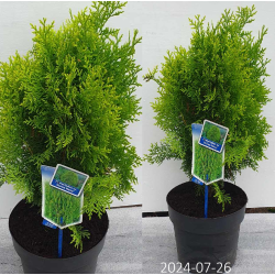 Vakarinė tuja 'Danica' - Thuja occidentalis DANICA 19Ø 45cm 32Ø