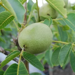 Graikinis riešutmedis - Juglans regia FRANQUETTE