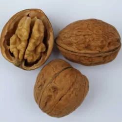 Graikinis riešutmedis - Juglans regia FRANQUETTE