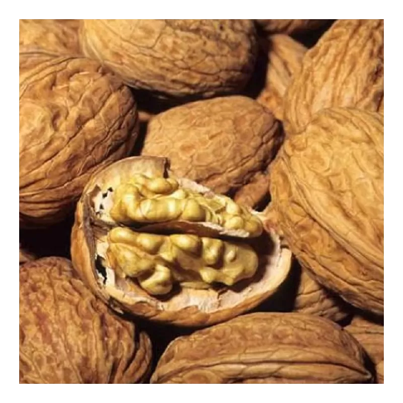 Graikinis riešutmedis - Juglans regia FRANQUETTE