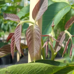 Graikinis riešutmedis - Juglans regia FRANQUETTE