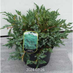Žvynuotasis kadagys 'Blue Carpet' - Juniperus squamata
