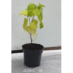 Šilkverpinis (japoninis) šilkmedis - Morus bombycis SHIN TSO