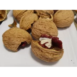 Graikinis riešutmedis - Juglans regia KARDINAL