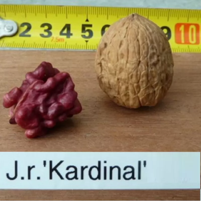 Juglans regia KARDINAL