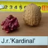 Juglans regia KARDINAL