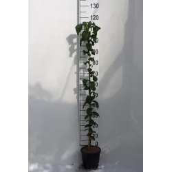 Baltažiedė šliandra - Mespilus germanica WESTERWELD