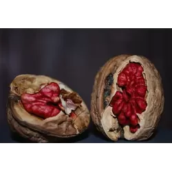 Graikinių riešutmedžių sodinukai su pristatymu į namus