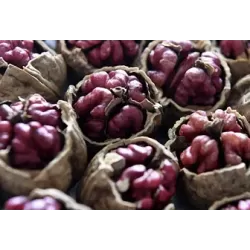 Graikinių riešutmedžių sodinukai su pristatymu į namus