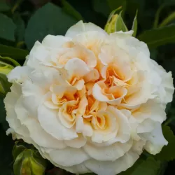 Rosa COMTESSA