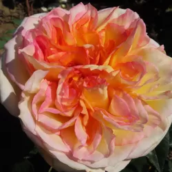 Rožė - Rosa HENRI DELBARD