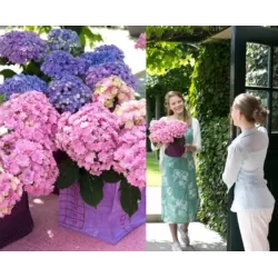 Hydrangea macrophylla You&Me TOGETHER