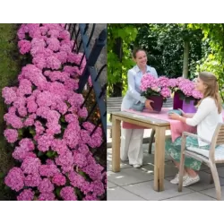 Hydrangea macrophylla You&Me TOGETHER
