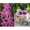 Hydrangea macrophylla You&Me TOGETHER