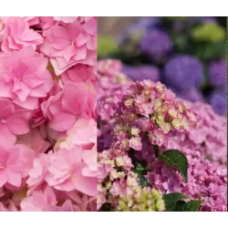 Darželinė hortenzija - Hydrangea macrophylla You&Me TOGETHER