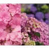 Darželinė hortenzija - Hydrangea macrophylla You&Me TOGETHER
