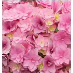 Darželinė hortenzija - Hydrangea macrophylla You&Me TOGETHER