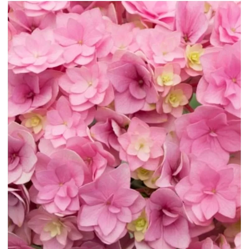 Hydrangea macrophylla You&Me TOGETHER