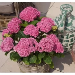 Hydrangea macrophylla You&Me PERFECTION