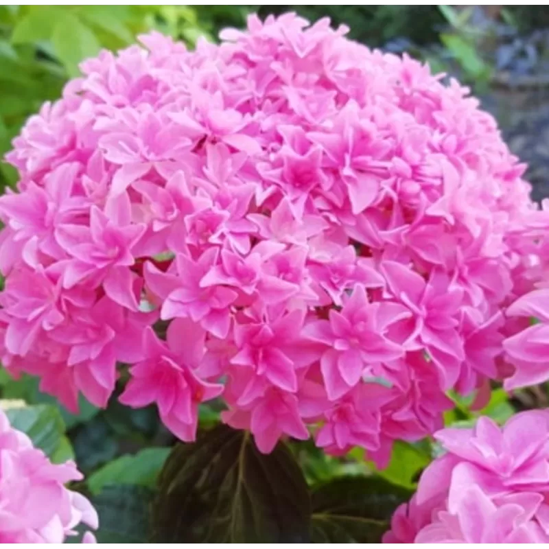 Darželinė hortenzija - Hydrangea macrophylla You&Me PERFECTION