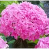 Hydrangea macrophylla You&Me PERFECTION