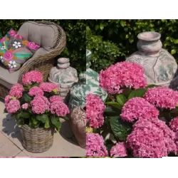 Hydrangea macrophylla You&Me PERFECTION