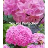 Darželinė hortenzija - Hydrangea macrophylla You&Me PERFECTION
