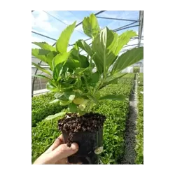 Darželinė hortenzija - Hydrangea macrophylla You&Me FOREVER