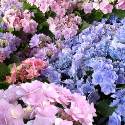 Hydrangea macrophylla You&Me FOREVER