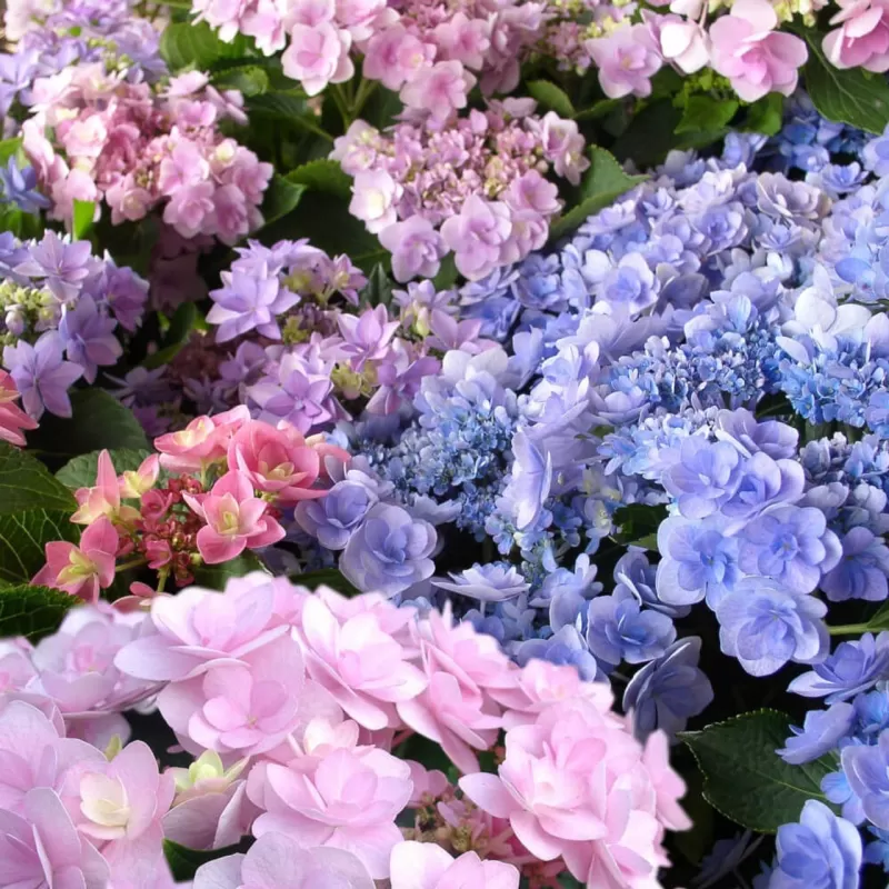 Darželinė hortenzija - Hydrangea macrophylla You&Me FOREVER