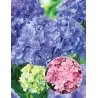 Darželinė hortenzija - Hydrangea macrophylla You&Me FOREVER