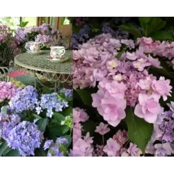 Darželinė hortenzija - Hydrangea macrophylla You&Me FOREVER