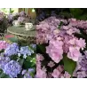 Darželinė hortenzija - Hydrangea macrophylla You&Me FOREVER