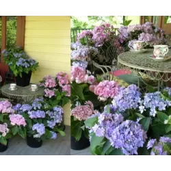 Darželinė hortenzija - Hydrangea macrophylla You&Me FOREVER