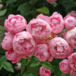 Rožė - Rosa RAUBRITTER