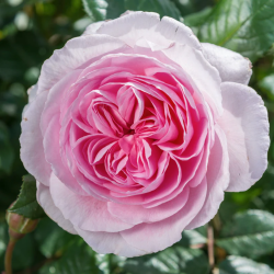 THE ANCIENT MARINER and other David Austin roses with home delivery