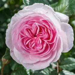 THE ANCIENT MARINER and other David Austin roses with home delivery