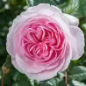 THE ANCIENT MARINER and other David Austin roses with home delivery