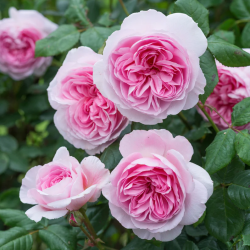 THE ANCIENT MARINER and other David Austin roses with home delivery