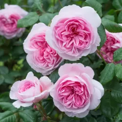 THE ANCIENT MARINER and other David Austin roses with home delivery