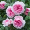 THE ANCIENT MARINER and other David Austin roses with home delivery