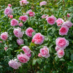 THE ANCIENT MARINER and other David Austin roses with home delivery