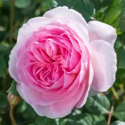 THE ANCIENT MARINER and other David Austin roses with home delivery