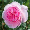 THE ANCIENT MARINER and other David Austin roses with home delivery
