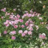 THE ANCIENT MARINER and other David Austin roses with home delivery