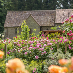 THE ANCIENT MARINER and other David Austin roses with home delivery