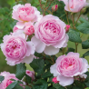 THE ANCIENT MARINER and other David Austin roses with home delivery